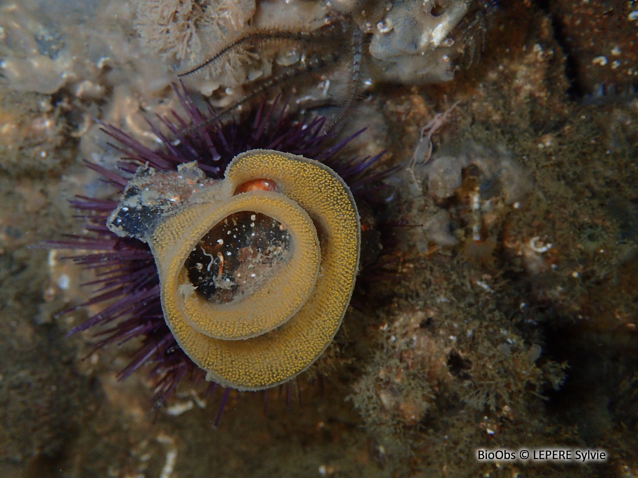 Doris marbrée ponte - Dendrodoris - LEPERE Sylvie - BioObs
