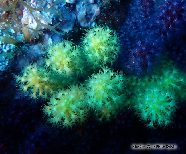 Gorgone pourpre - Paramuricea clavata - LEPERE Sylvie - BioObs