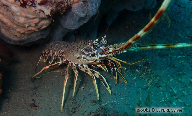 Langouste rouge - Palinurus elephas - LEPERE Sylvie - BioObs