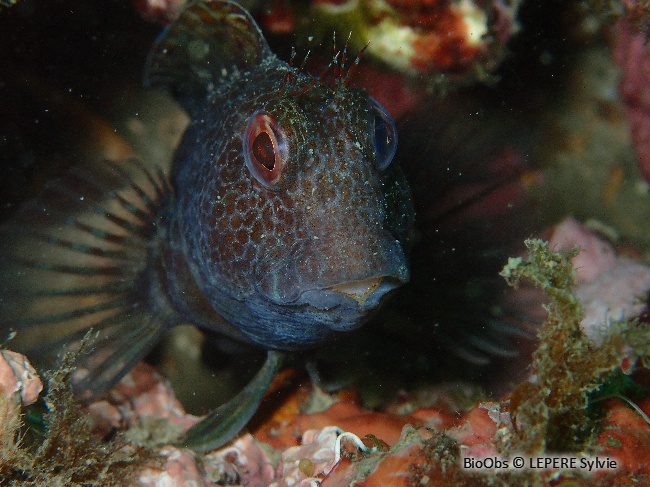 Blennie pilicorne - Parablennius pilicornis - LEPERE Sylvie - BioObs