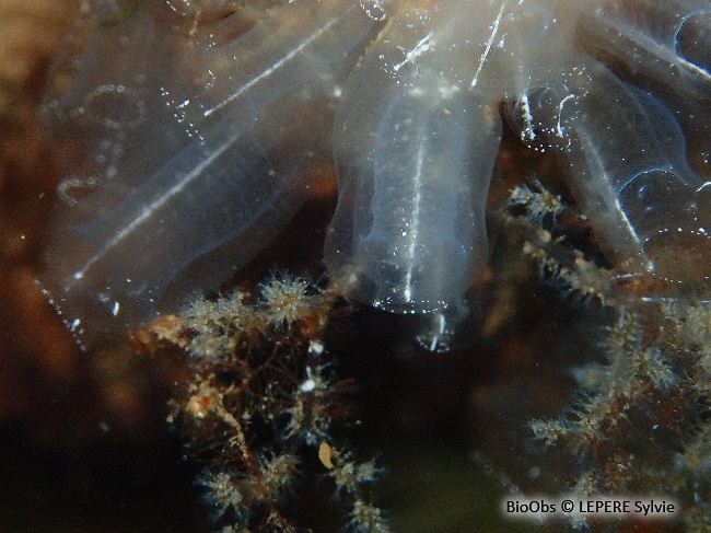 Claveline oblongue - Clavelina oblonga - LEPERE Sylvie - BioObs