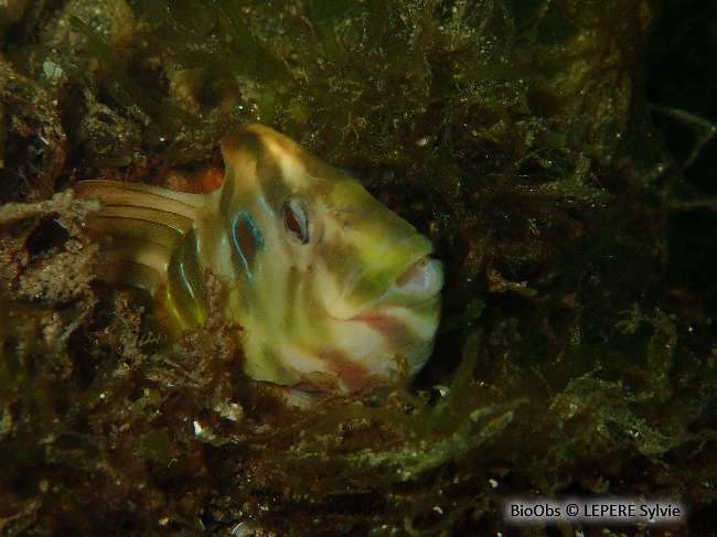 Blennie paon - Salaria pavo - LEPERE Sylvie - BioObs