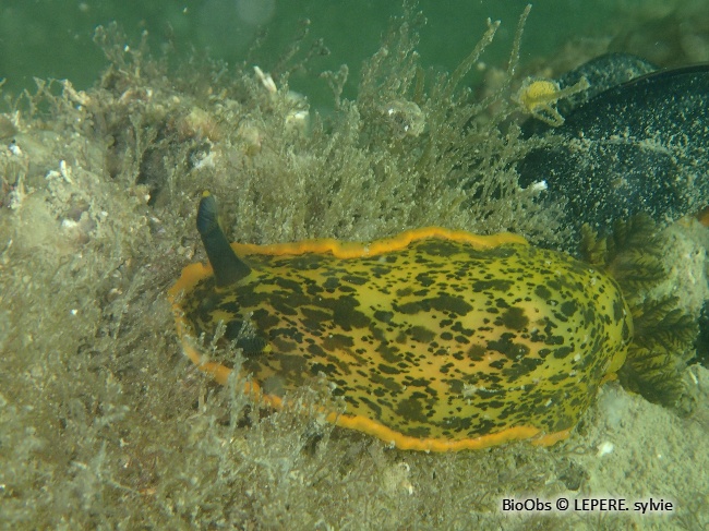 Doris marbrée - Dendrodoris limbata - LEPERE Sylvie - BioObs