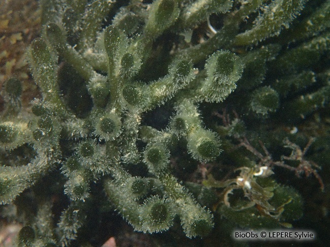 Codium fragile - Codium fragile - LEPERE Sylvie - BioObs