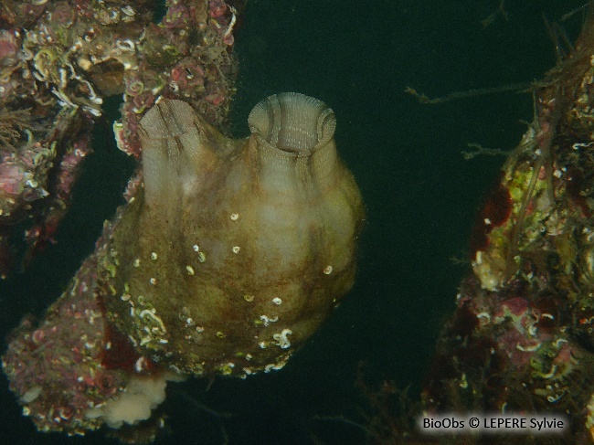 Ascidie plissée - Styela plicata - LEPERE Sylvie - BioObs