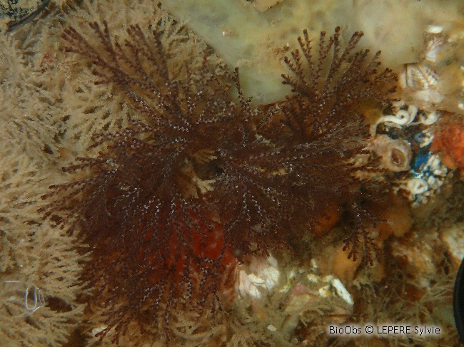 Bugule brune - Bugula neritina - LEPERE Sylvie - BioObs