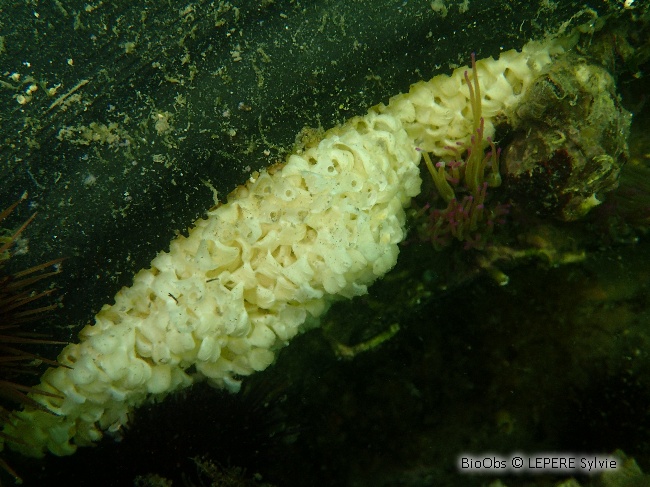 Rocher fascié ponte - Hexaplex sp - LEPERE Sylvie - BioObs