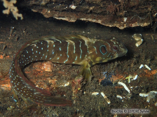 Blennie paon - Salaria pavo - LEPERE Sylvie - BioObs