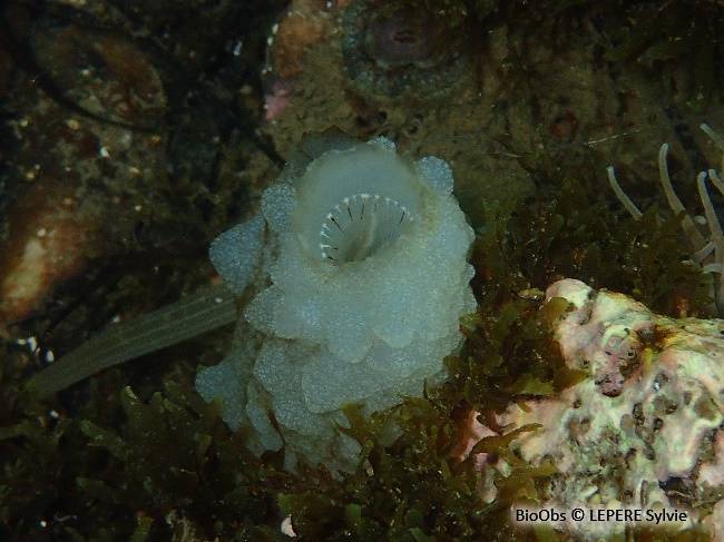 Ascidie blanche - Phallusia mammillata - LEPERE Sylvie - BioObs