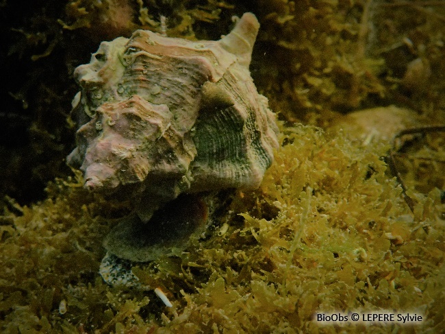 Rocher fascié - Hexaplex trunculus - LEPERE Sylvie - BioObs