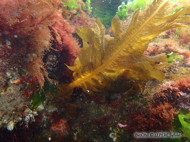 Wakamé - Undaria pinnatifida - LEPERE Sylvie - BioObs