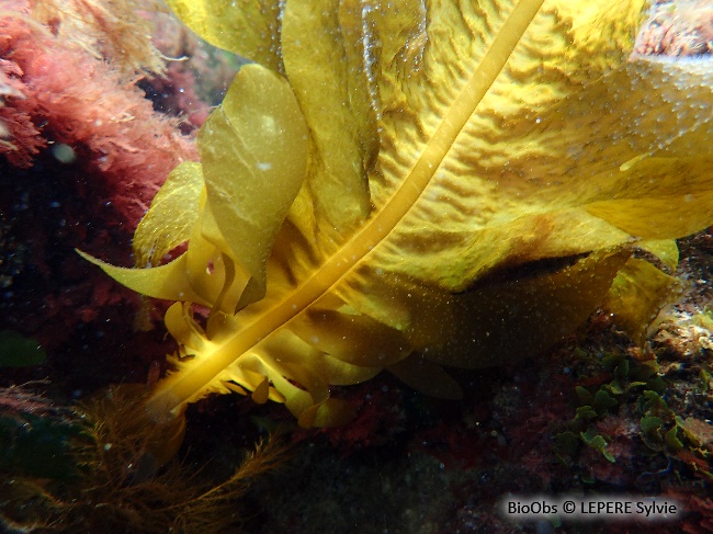 Wakamé - Undaria pinnatifida - LEPERE Sylvie - BioObs