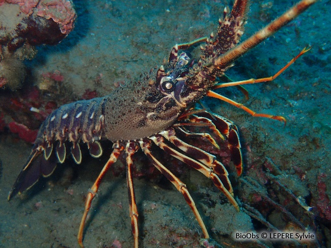 Langouste rouge - Palinurus elephas - LEPERE Sylvie - BioObs