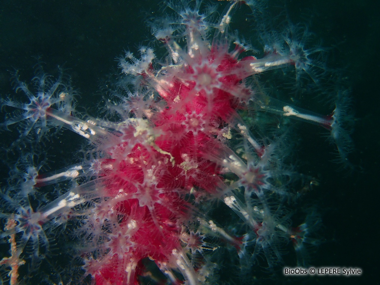 Alcyon encroûtant - Alcyonium coralloides - LEPERE Sylvie - BioObs