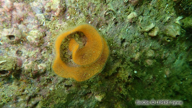 Doris marbrée ponte - Dendrodoris - LEPERE Sylvie - BioObs