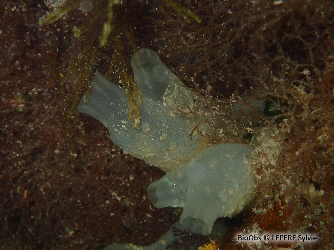 Ascidie sale - Ascidiella aspersa - LEPERE Sylvie - BioObs