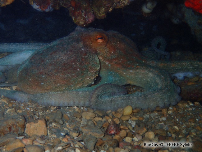 Poulpe commun - Octopus vulgaris - LEPERE Sylvie - BioObs