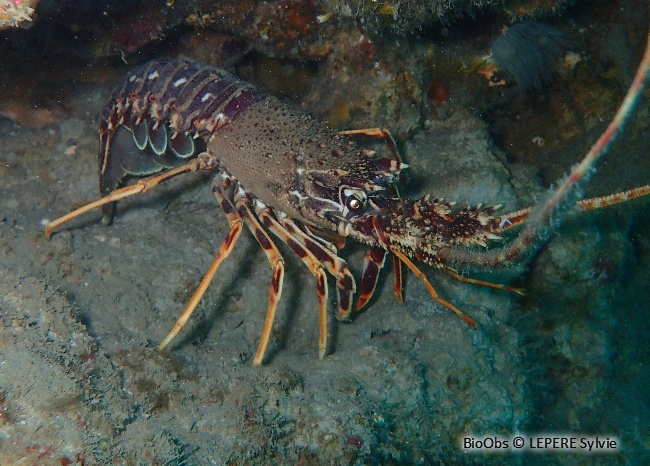 Langouste rouge - Palinurus elephas - LEPERE Sylvie - BioObs