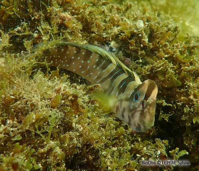 Blennie paon - Salaria pavo - LEPERE Sylvie - BioObs