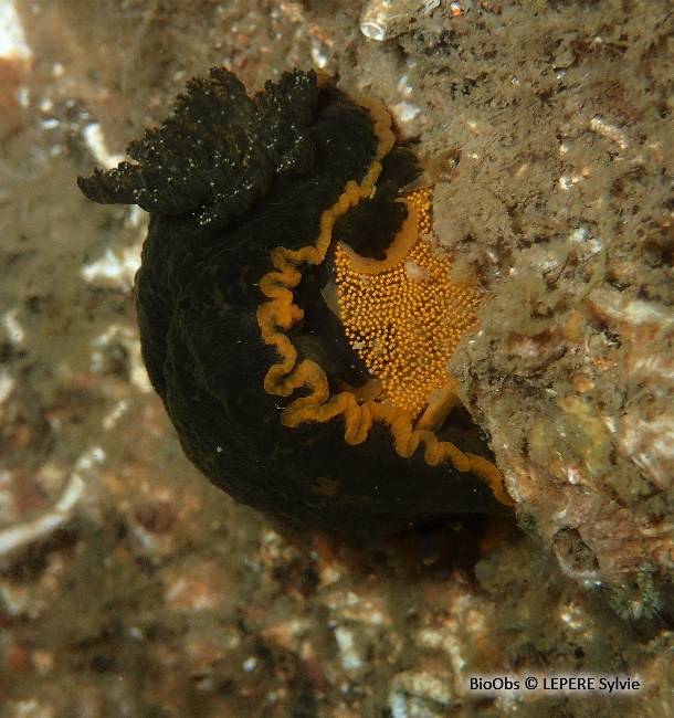 Doris marbrée ponte - Dendrodoris - LEPERE Sylvie - BioObs
