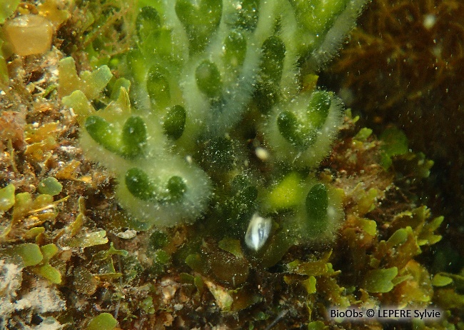 Codium fragile - Codium fragile - LEPERE Sylvie - BioObs