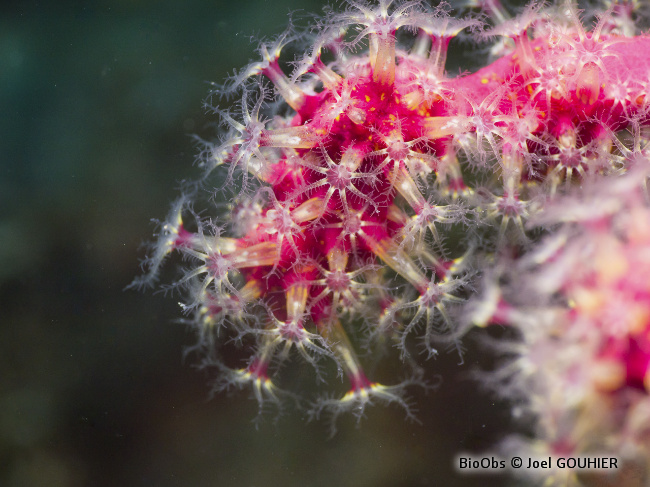 Alcyon encroûtant - Alcyonium coralloides - Joel GOUHIER - BioObs