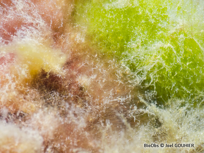 Algue rouge filamenteuse Acrothamnion - Acrothamnion preissii - Joel GOUHIER - BioObs