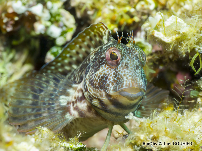 Blennie pilicorne - Parablennius pilicornis - Joel GOUHIER - BioObs