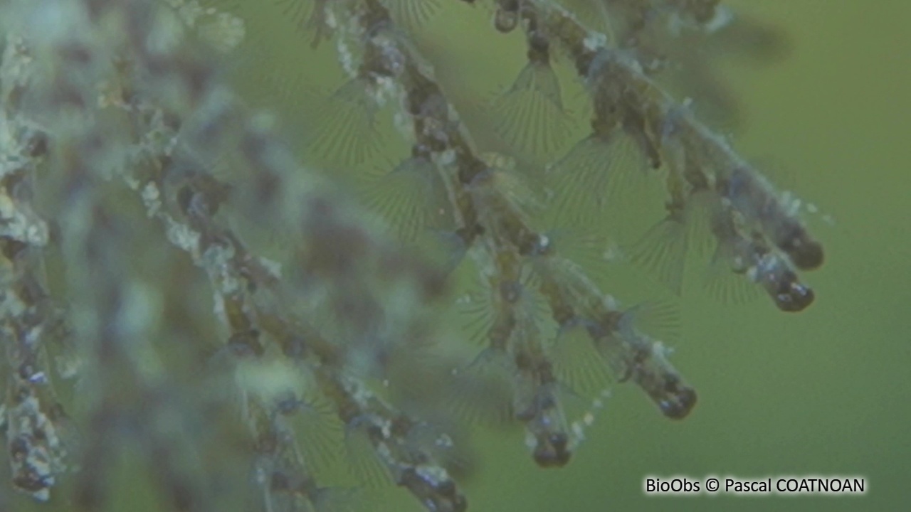 Bugule brune - Bugula neritina - Pascal COATNOAN - BioObs