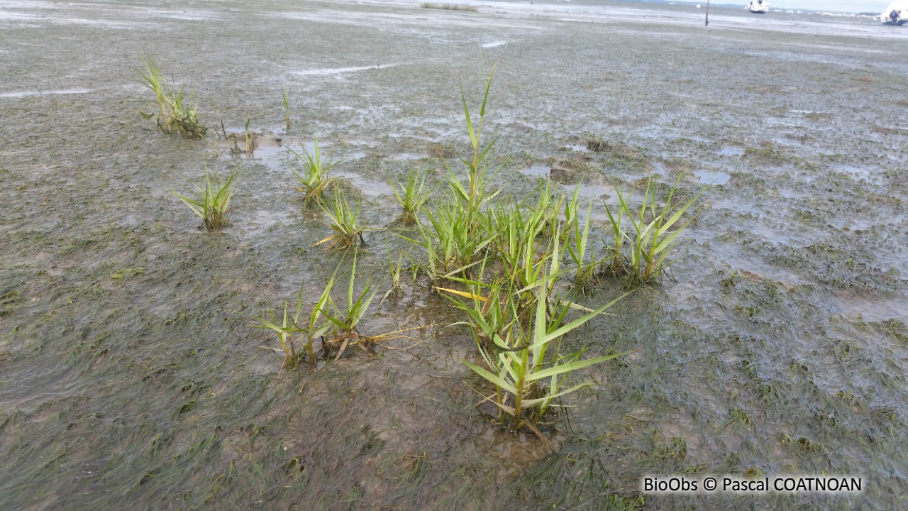 Spartine anglaise - Sporobolus anglicus - Pascal COATNOAN - BioObs