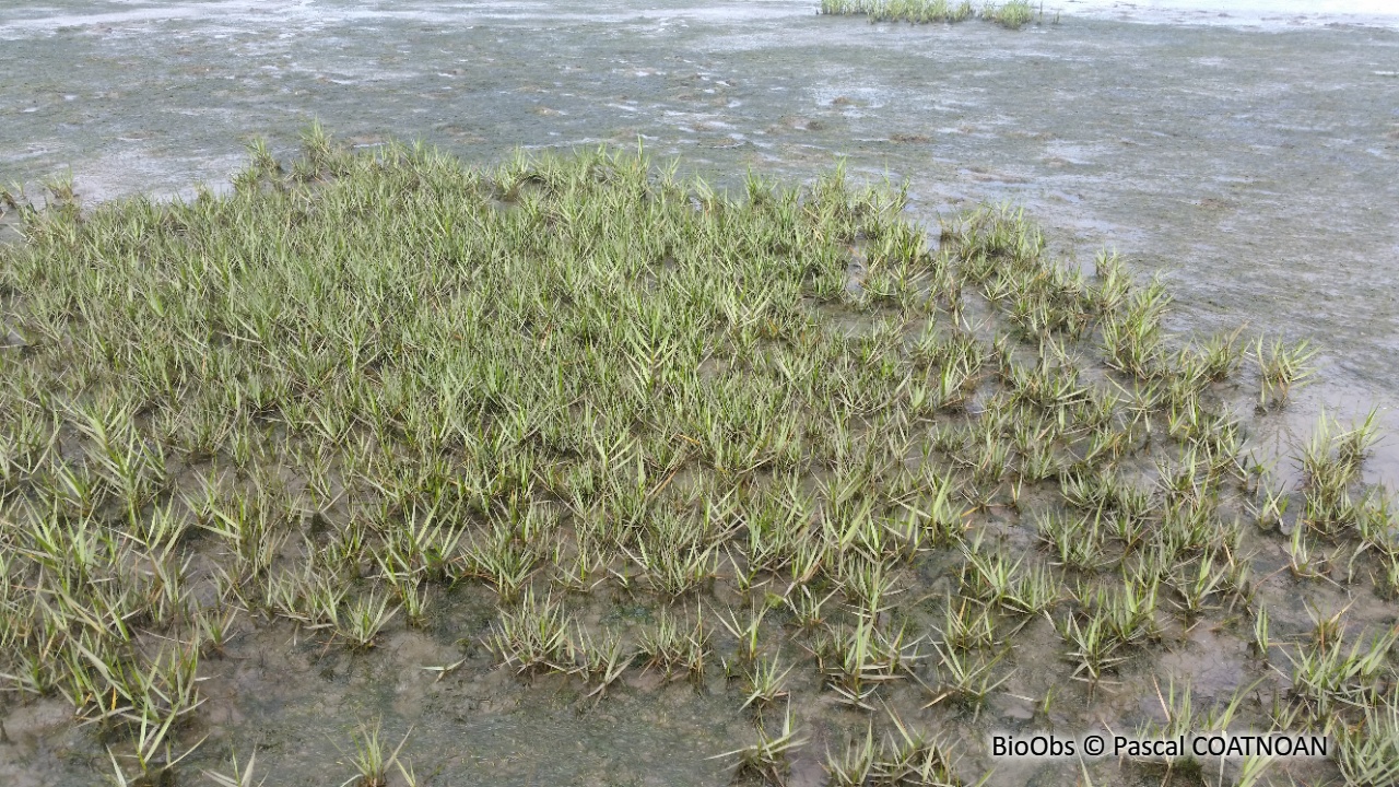 Spartine anglaise - Sporobolus anglicus - Pascal COATNOAN - BioObs