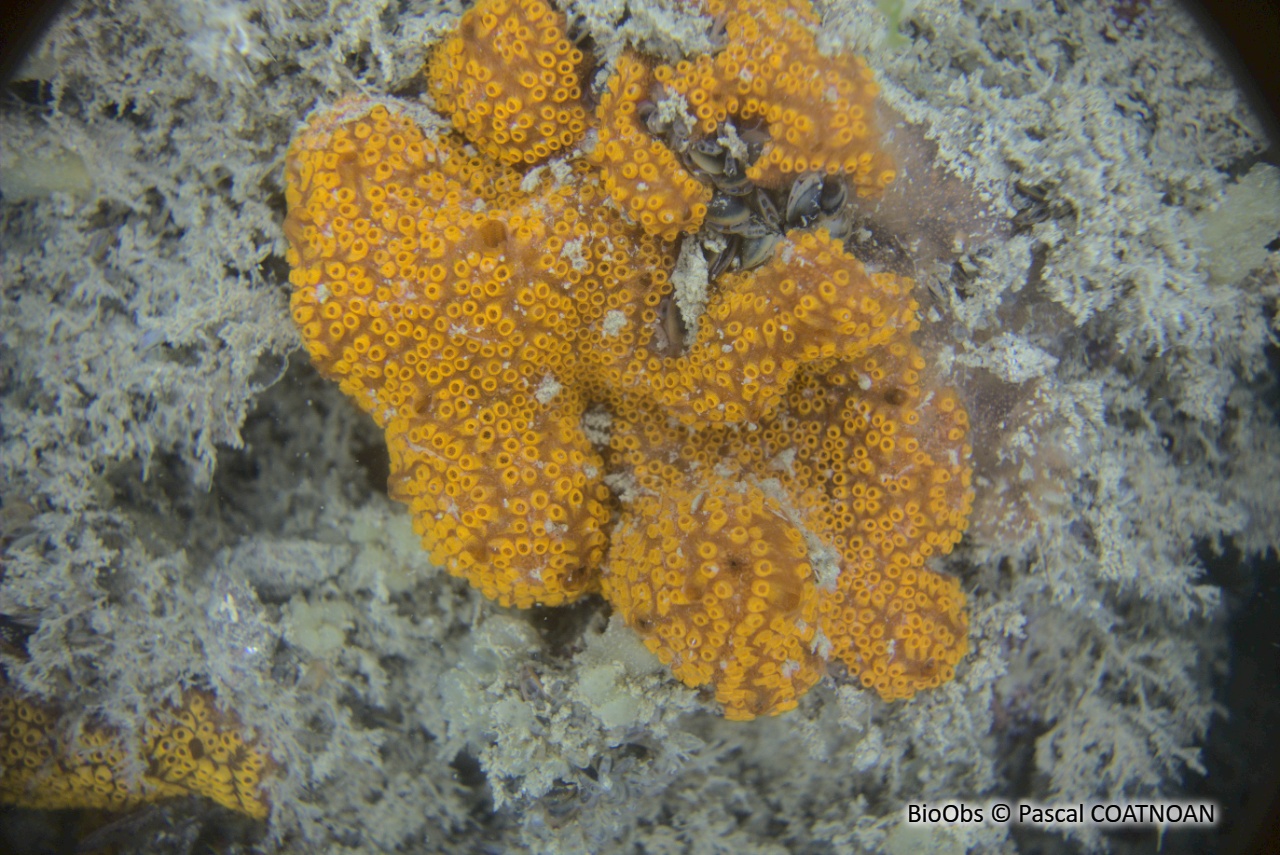 Botrylle de San Diego - Botrylloides diegensis - Pascal COATNOAN - BioObs