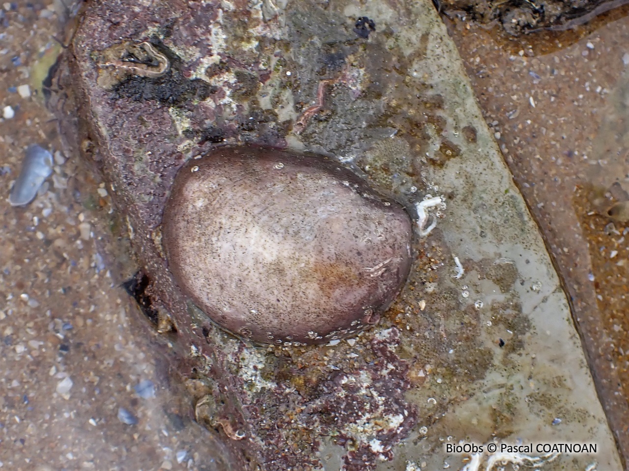 Crépidule - Crepidula fornicata - Pascal COATNOAN - BioObs