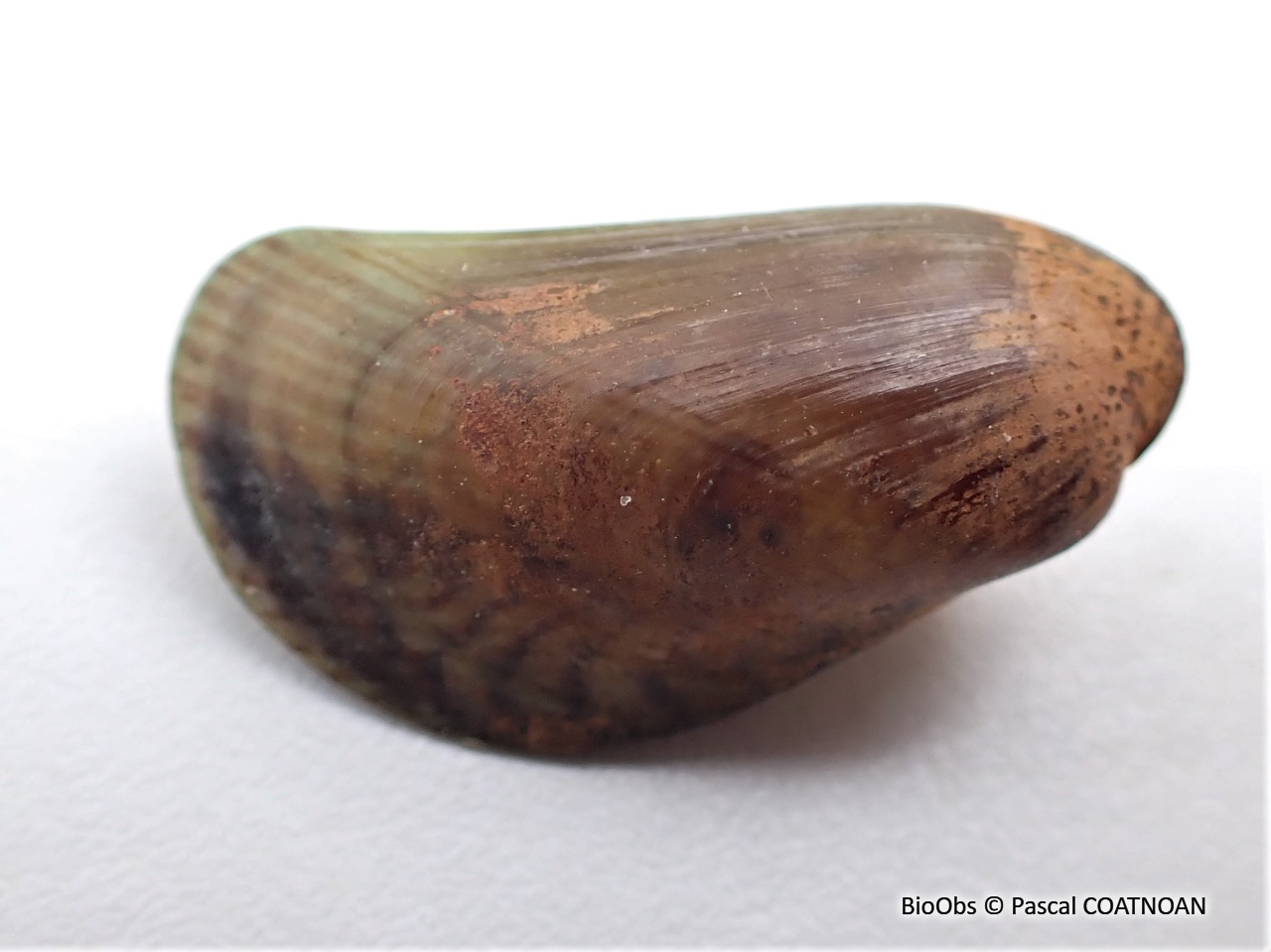 Moule asiatique - Arcuatula senhousia - Pascal COATNOAN - BioObs