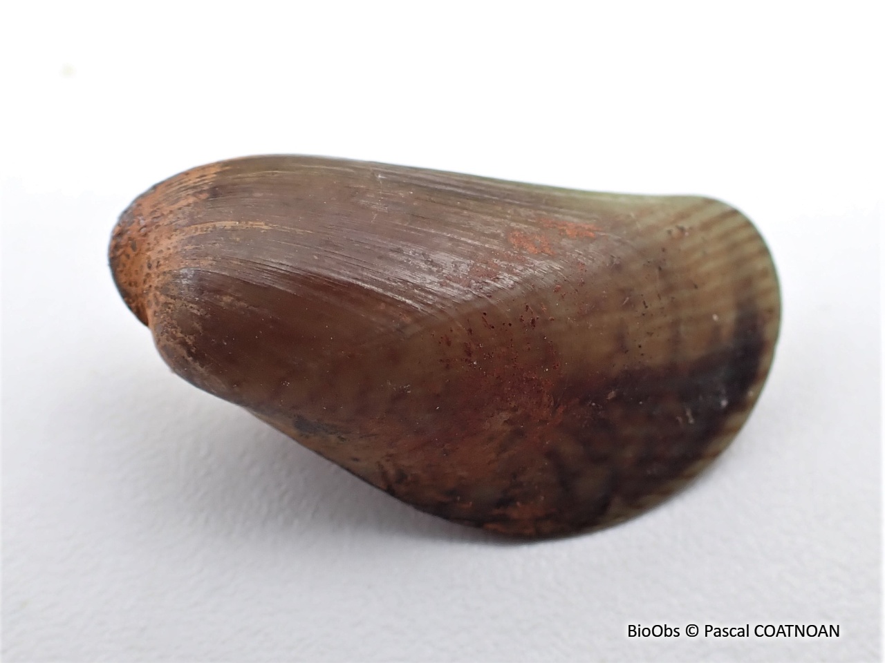 Moule asiatique - Arcuatula senhousia - Pascal COATNOAN - BioObs