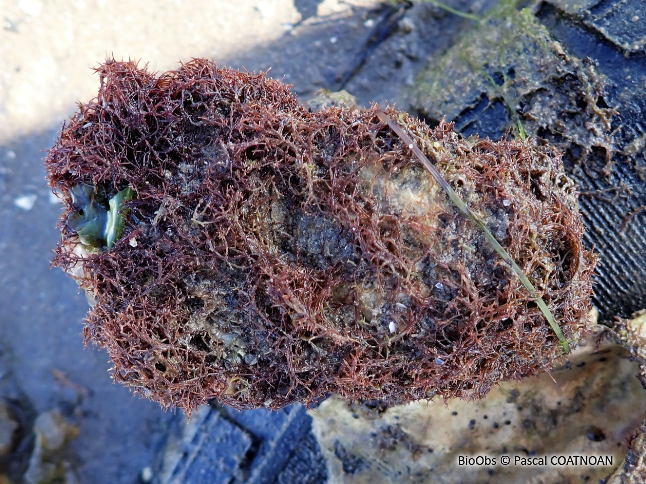 Caulacanthes invasives (genre) - Caulacanthus sp - Pascal COATNOAN - BioObs