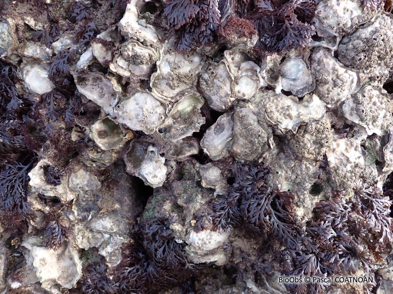 Huitre creuse - Magallana gigas - Pascal COATNOAN - BioObs