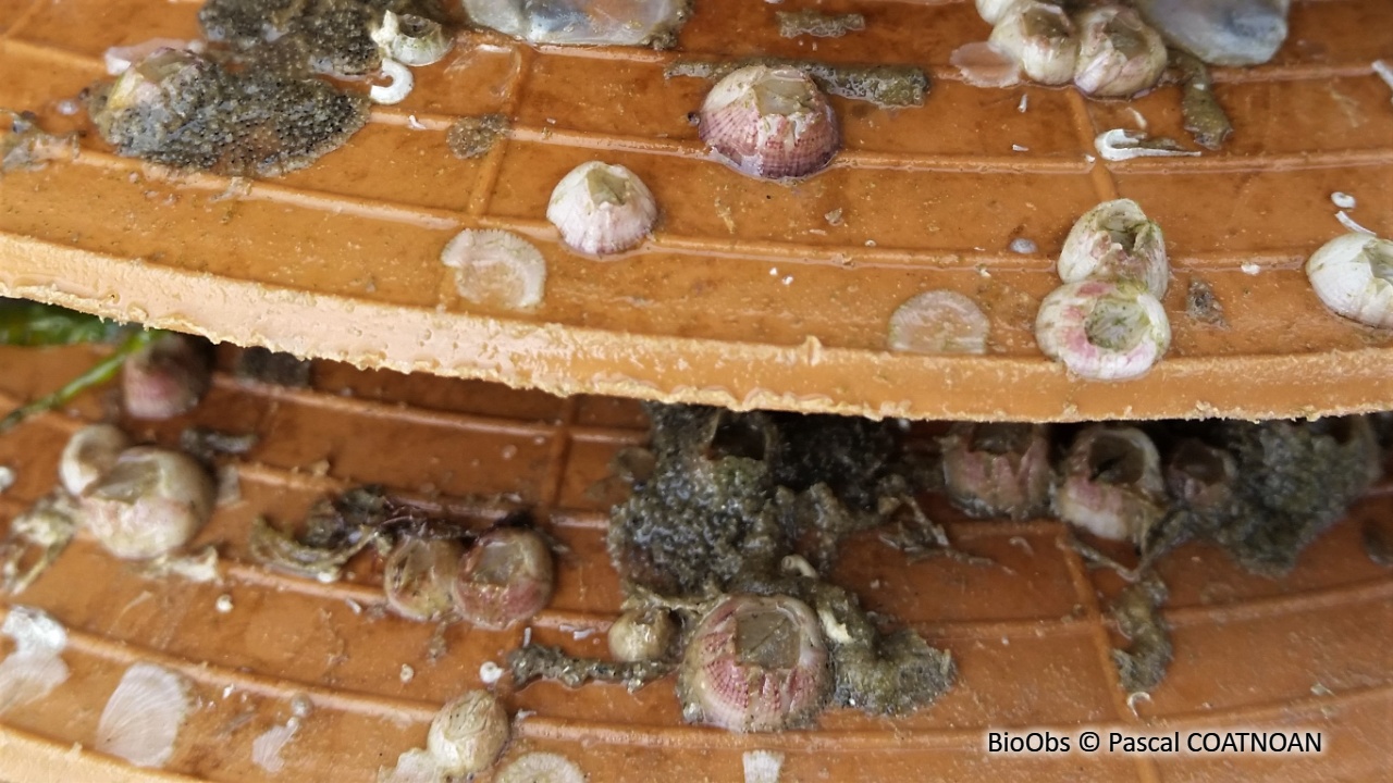 Balane feinte - Hesperibalanus fallax - Pascal COATNOAN - BioObs