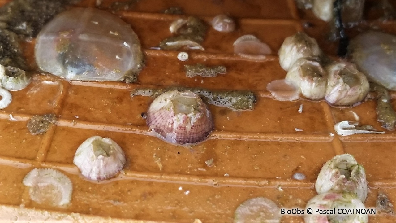 Balane feinte - Hesperibalanus fallax - Pascal COATNOAN - BioObs