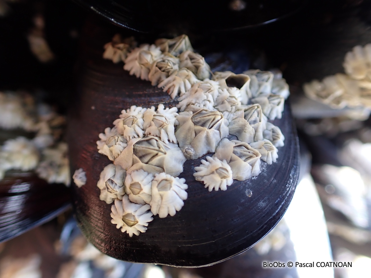 Balane croix de Malte - Austrominius modestus - Pascal COATNOAN - BioObs