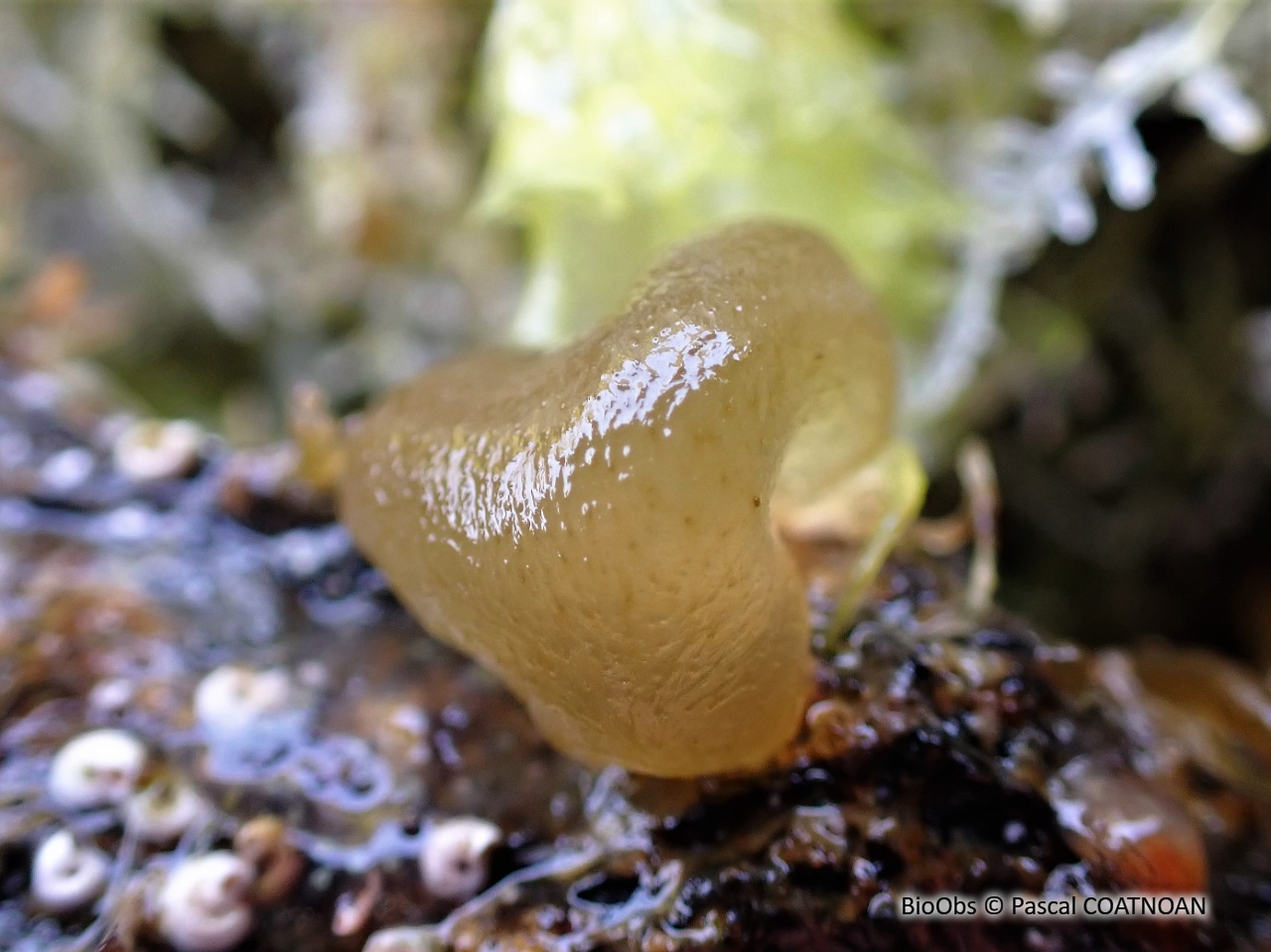 Voleuse d'huître - Colpomenia peregrina - Pascal COATNOAN - BioObs