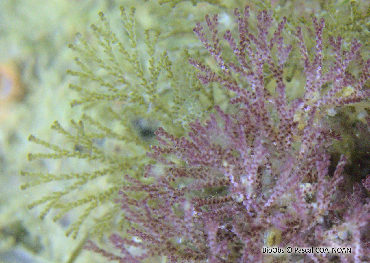 Bugule brune - Bugula neritina - Pascal COATNOAN - BioObs