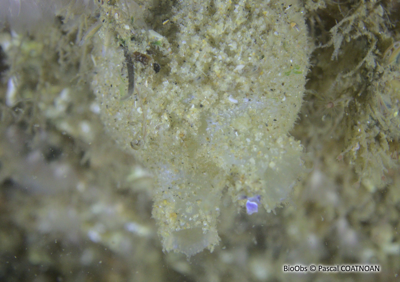 Molgule de Manhattan - Molgula manhattensis - Pascal COATNOAN - BioObs