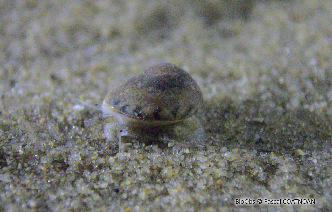 Nasse néritoïde - Tritia neritea - Pascal COATNOAN - BioObs