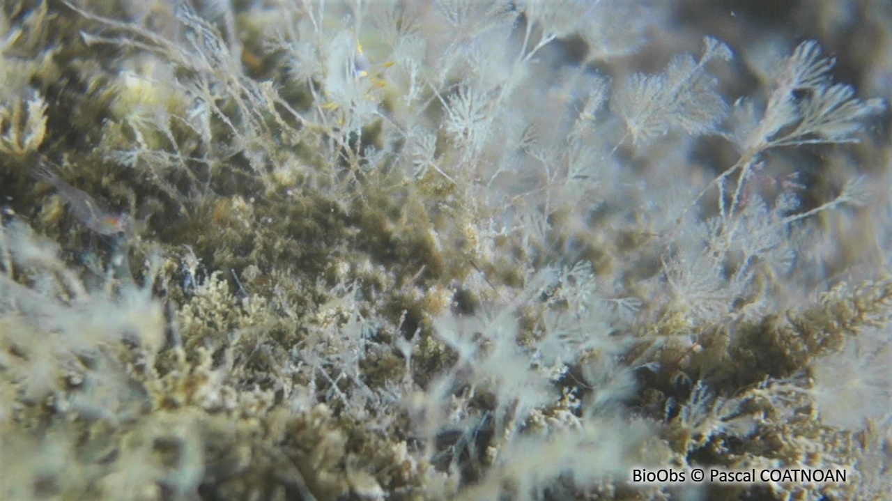 Caulibugula zanzibariensis - Caulibugula zanzibariensis - Pascal COATNOAN - BioObs