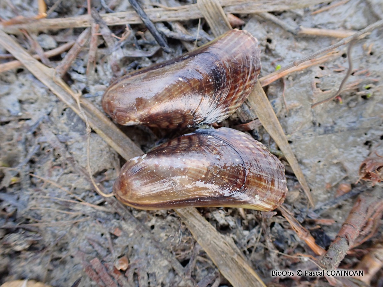 Moule asiatique - Arcuatula senhousia - Pascal COATNOAN - BioObs