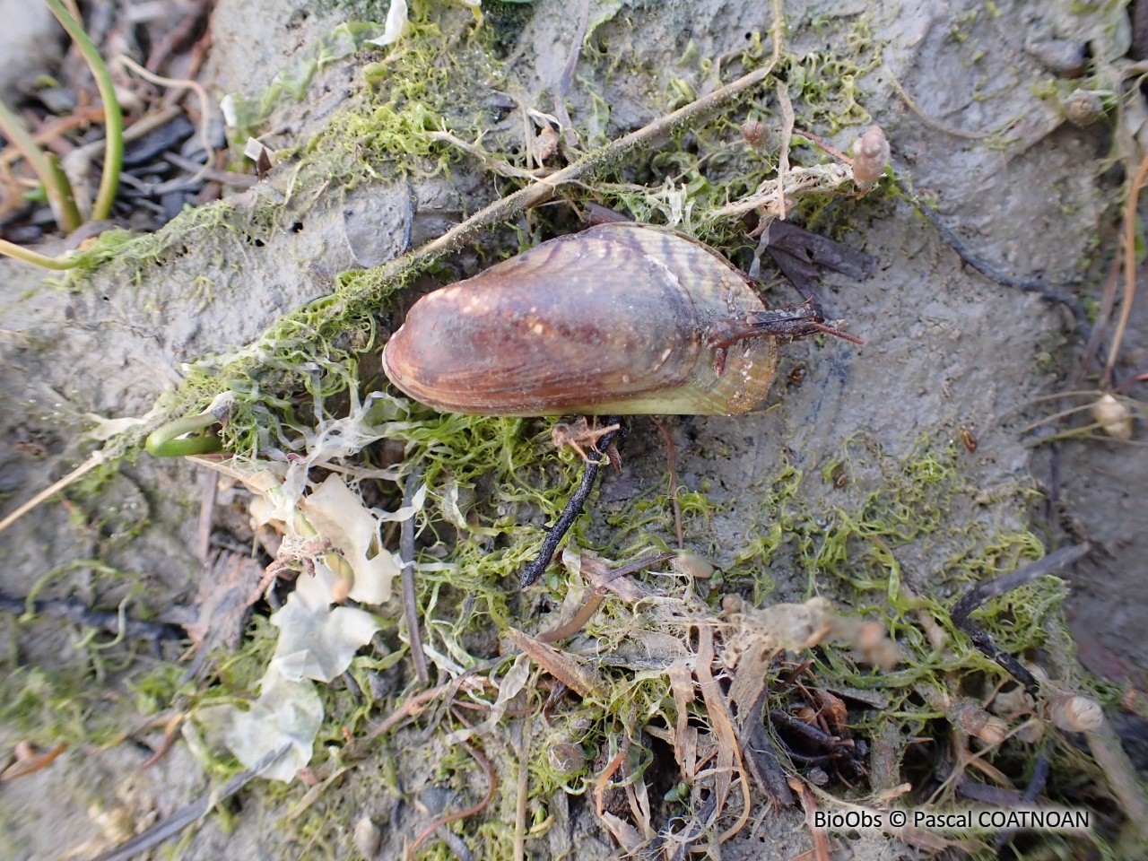Moule asiatique - Arcuatula senhousia - Pascal COATNOAN - BioObs