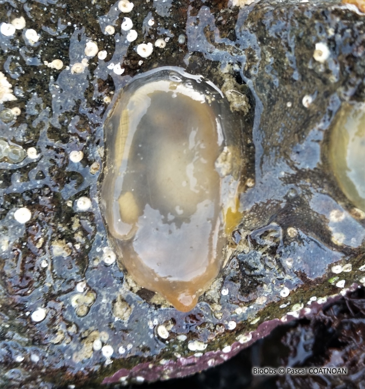 Ascidie cartilagineuse - Corella eumyota - Pascal COATNOAN - BioObs