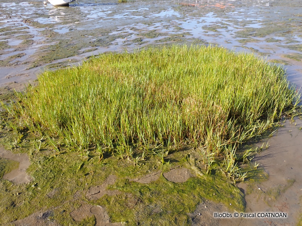 Spartine à feuilles alternes - Sporobolus alterniflorus - Pascal COATNOAN - BioObs