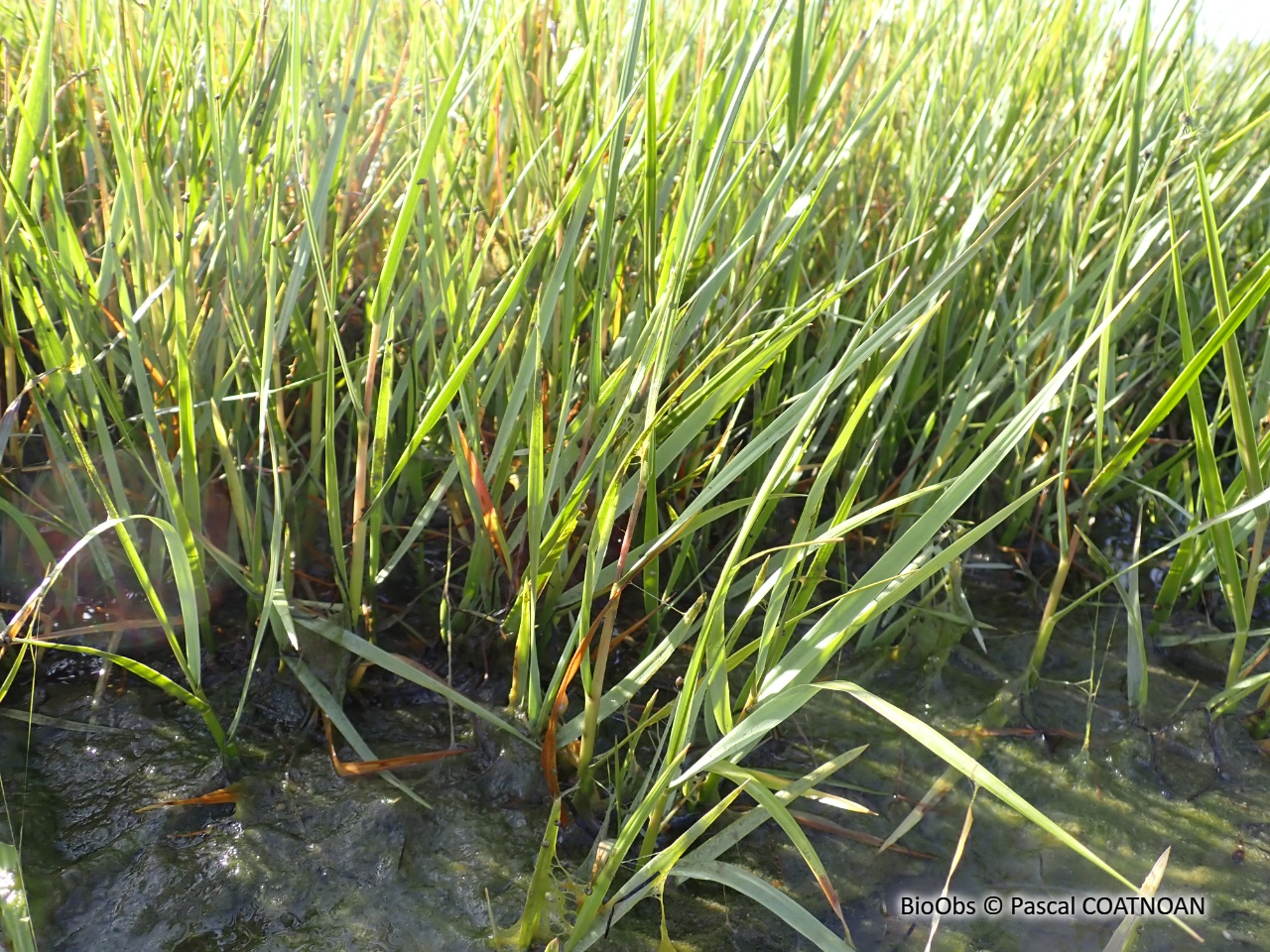 Spartine à feuilles alternes - Sporobolus alterniflorus - Pascal COATNOAN - BioObs